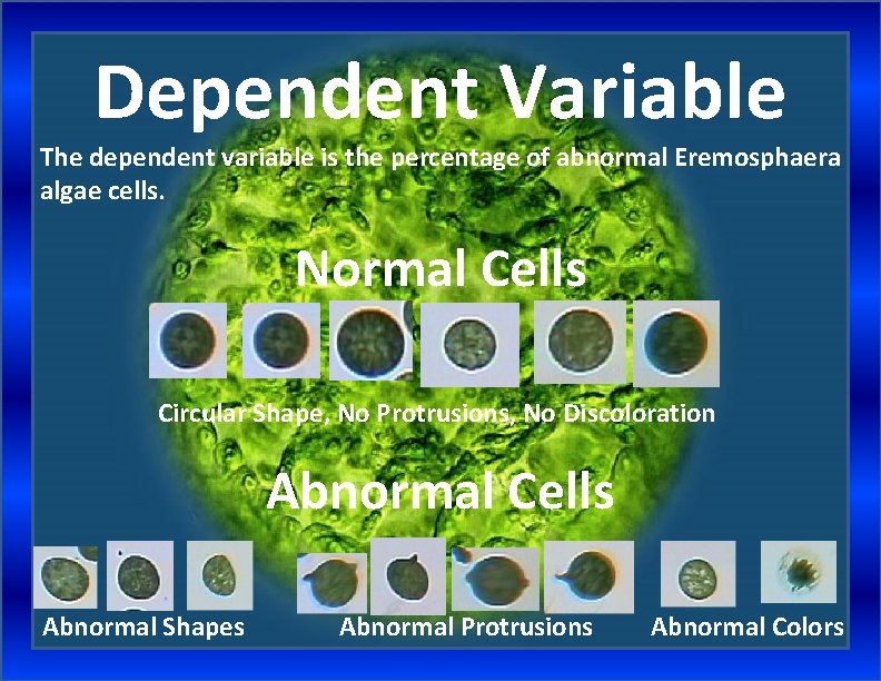 Dependent Variable The dependent variable is the percentage of abnormal Eremosphaera algae cells. Normal