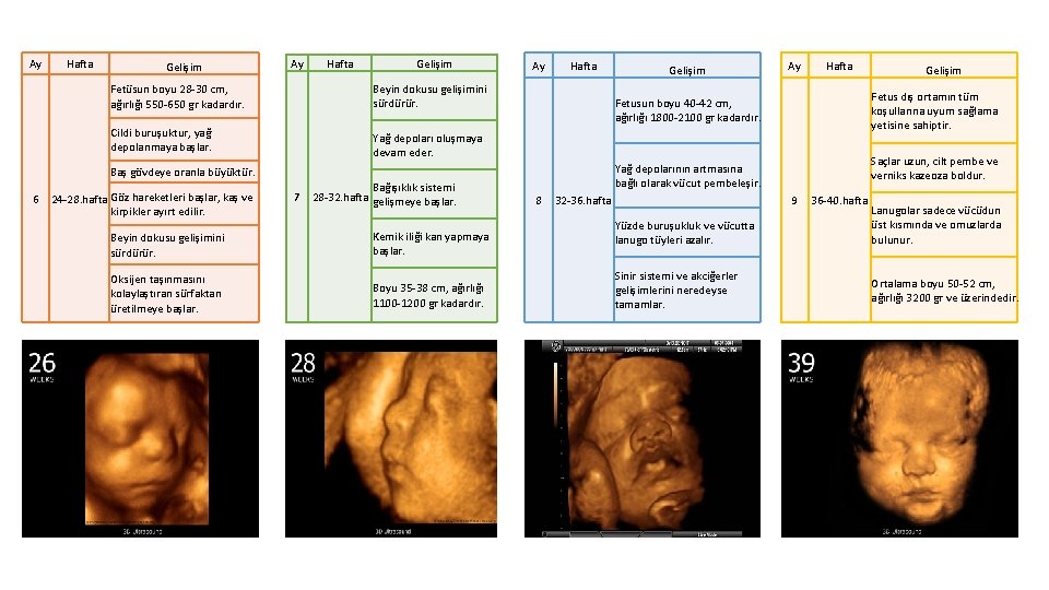 Ay Hafta Gelişim Fetüsun boyu 28 -30 cm, ağırlığı 550 -650 gr kadardır. Beyin