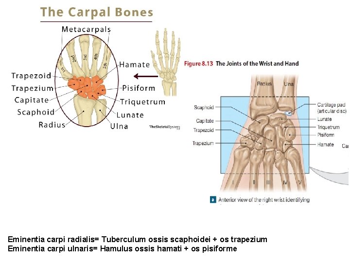 Eminentia carpi radialis= Tuberculum ossis scaphoidei + os trapezium Eminentia carpi ulnaris= Hamulus ossis