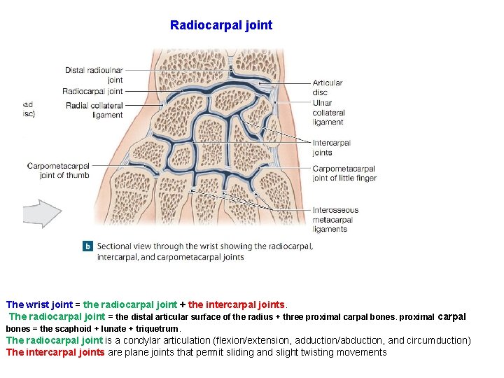 Radiocarpal joint The wrist joint = the radiocarpal joint + the intercarpal joints. The
