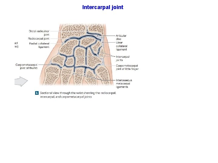 Intercarpal joint 