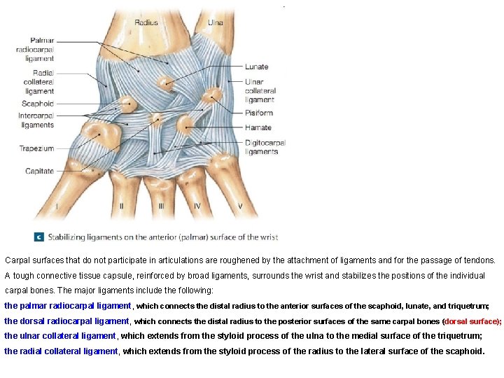 Carpal surfaces that do not participate in articulations are roughened by the attachment of
