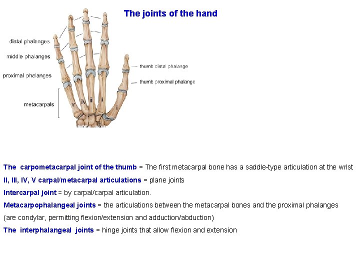 The joints of the hand The carpometacarpal joint of the thumb = The first