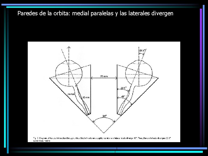 Paredes de la orbita: medial paralelas y las laterales divergen 
