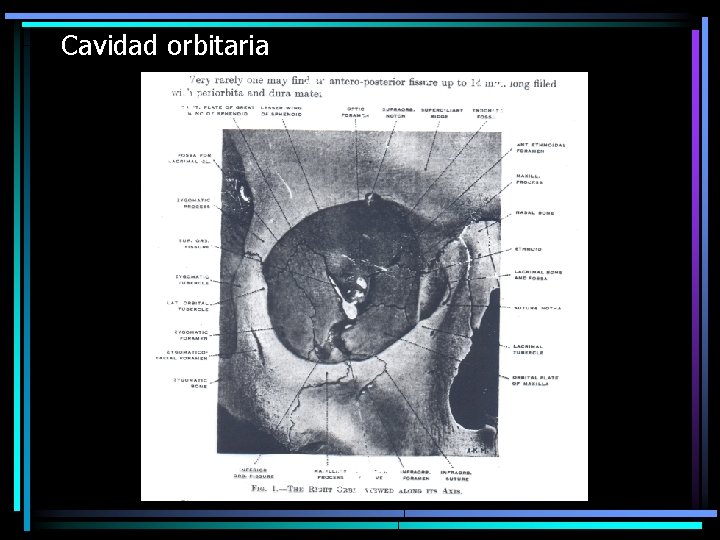 Cavidad orbitaria 