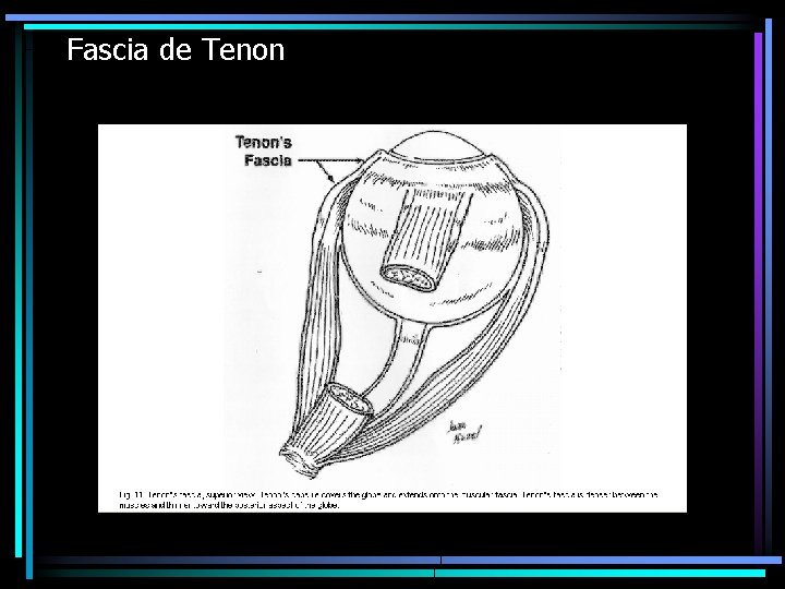 Fascia de Tenon 