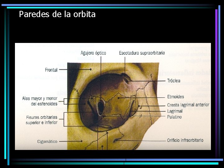 Paredes de la orbita 