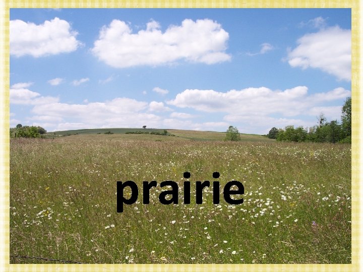 prairie 