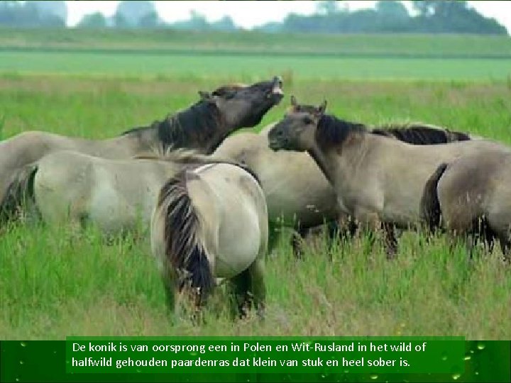 De konik is van oorsprong een in Polen en Wit-Rusland in het wild of