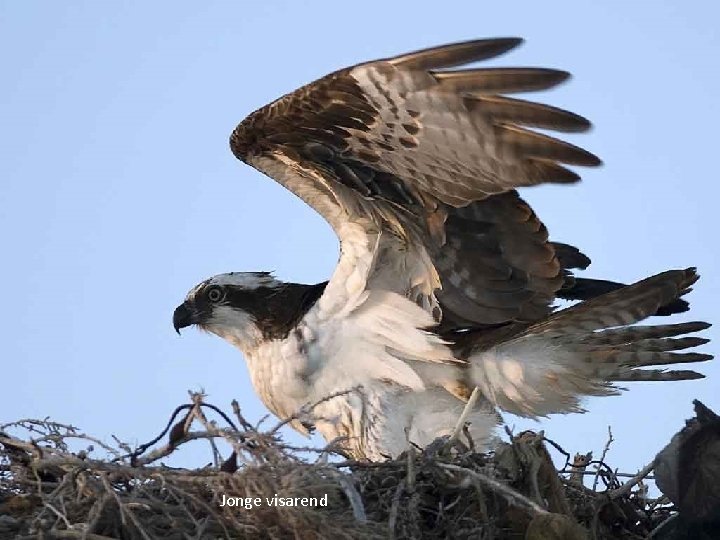 Jonge visarend 