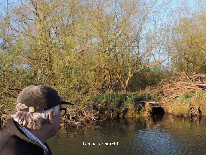 Een bever burcht 