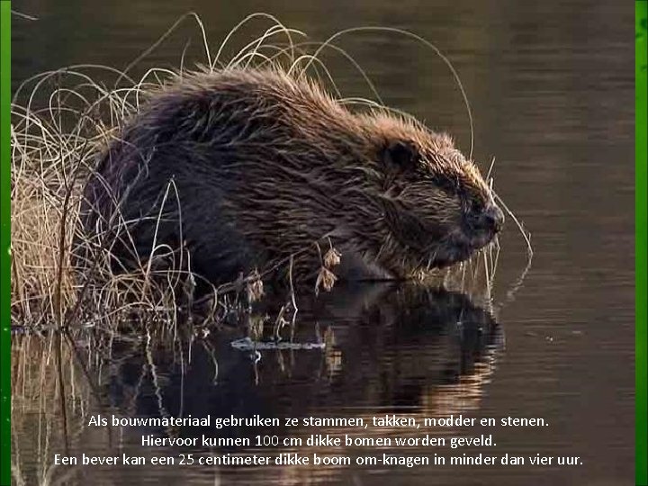 Als bouwmateriaal gebruiken ze stammen, takken, modder en stenen. Hiervoor kunnen 100 cm dikke