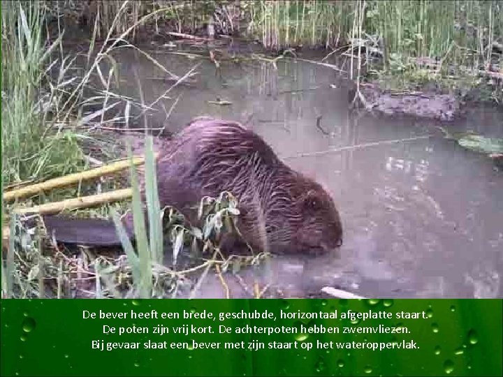 De bever heeft een brede, geschubde, horizontaal afgeplatte staart. De poten zijn vrij kort.