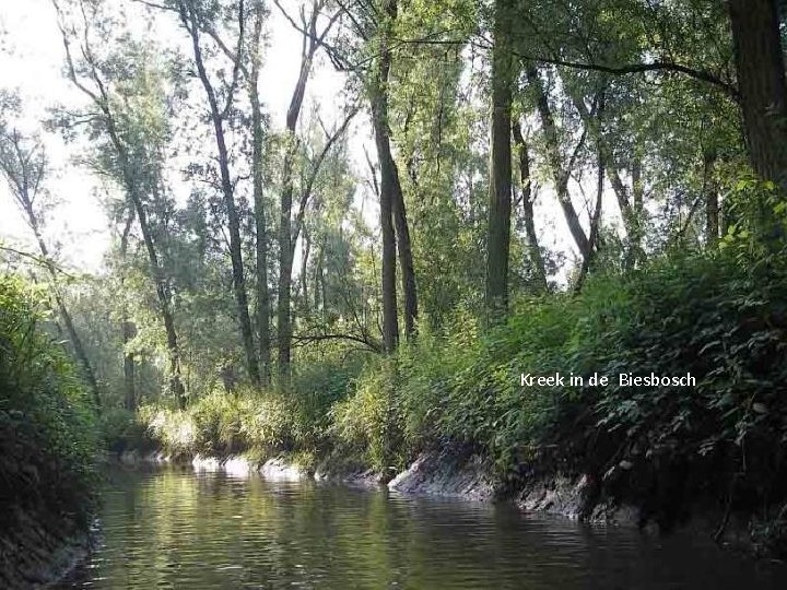 Kreek in de Biesbosch 