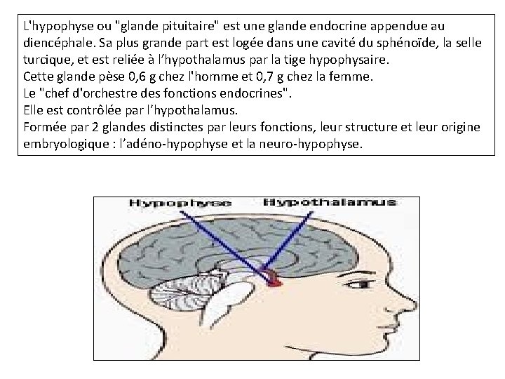 L'hypophyse ou "glande pituitaire" est une glande endocrine appendue au diencéphale. Sa plus grande