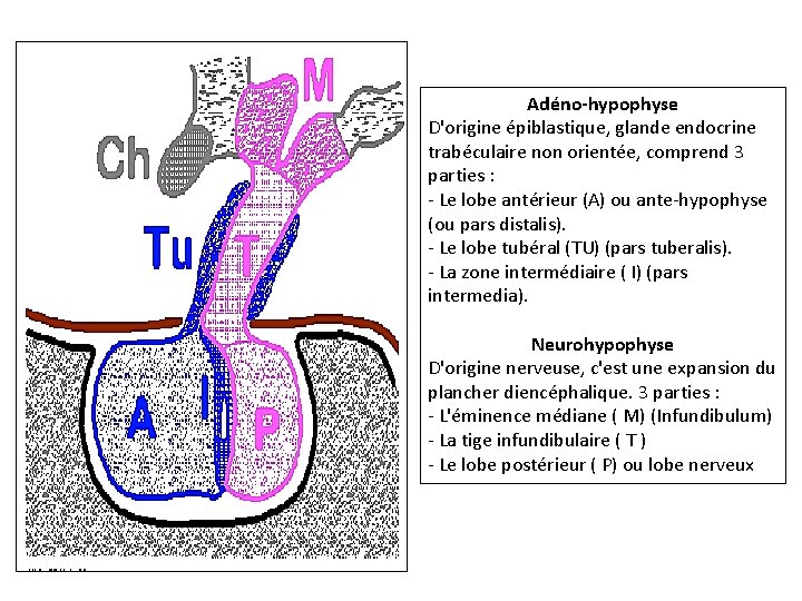 Adéno-hypophyse D'origine épiblastique, glande endocrine trabéculaire non orientée, comprend 3 parties : - Le