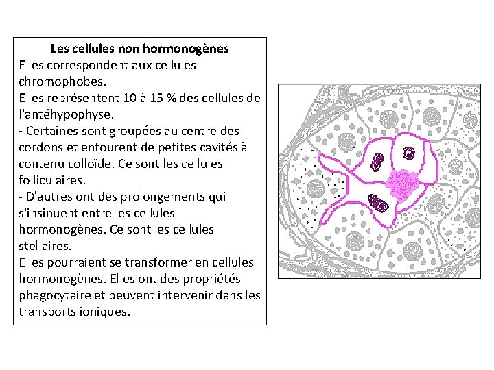 Les cellules non hormonogènes Elles correspondent aux cellules chromophobes. Elles représentent 10 à 15