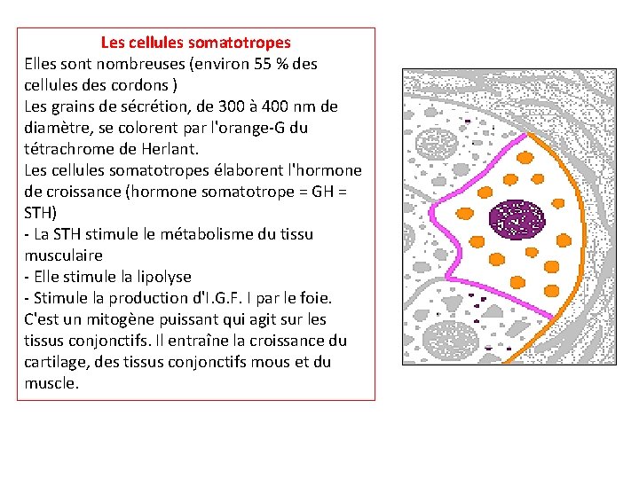 Les cellules somatotropes Elles sont nombreuses (environ 55 % des cellules des cordons )