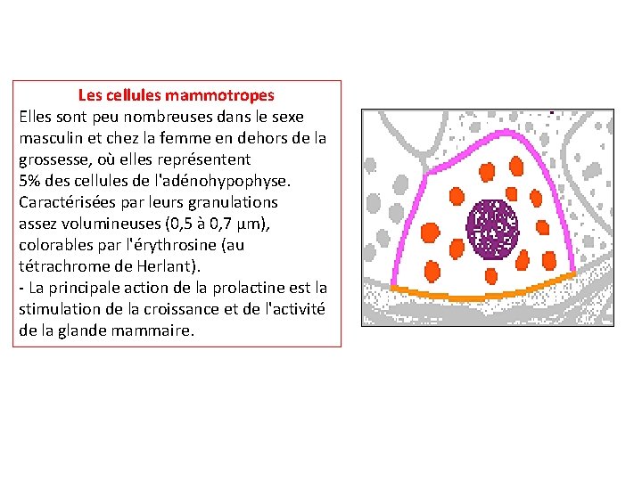 Les cellules mammotropes Elles sont peu nombreuses dans le sexe masculin et chez la
