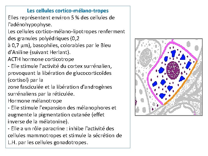 Les cellules cortico-mélano-tropes Elles représentent environ 5 % des cellules de l'adénohypophyse. Les cellules