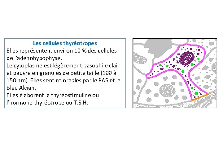 Les cellules thyréotropes Elles représentent environ 10 % des cellules de l'adénohypophyse. Le cytoplasme