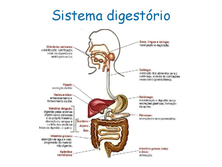 Sistema digestório 