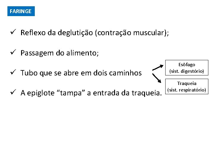 FARINGE ü Reflexo da deglutição (contração muscular); ü Passagem do alimento; ü Tubo que