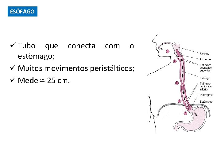 ESÔFAGO ü Tubo que conecta com o estômago; ü Muitos movimentos peristálticos; ü Mede