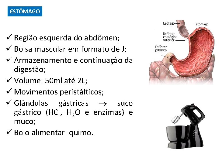 ESTÔMAGO ü Região esquerda do abdômen; ü Bolsa muscular em formato de J; ü