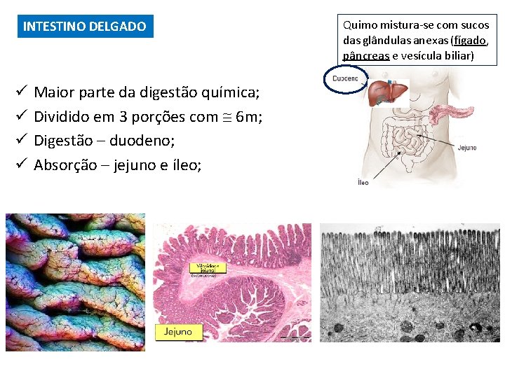 INTESTINO DELGADO ü ü Maior parte da digestão química; Dividido em 3 porções com