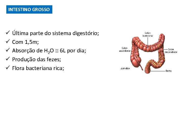 INTESTINO GROSSO ü ü ü Última parte do sistema digestório; Com 1, 5 m;