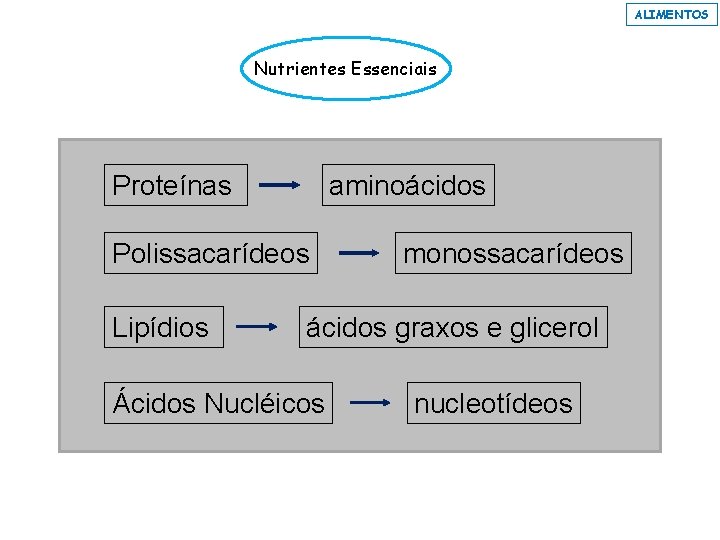 ALIMENTOS Nutrientes Essenciais Proteínas aminoácidos Polissacarídeos Lipídios monossacarídeos ácidos graxos e glicerol Ácidos Nucléicos