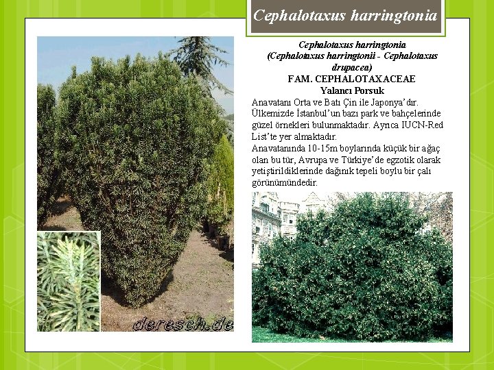 Cephalotaxus harringtonia (Cephalotaxus harringtonii - Cephalotaxus drupacea) FAM. CEPHALOTAXACEAE Yalancı Porsuk Anavatanı Orta ve