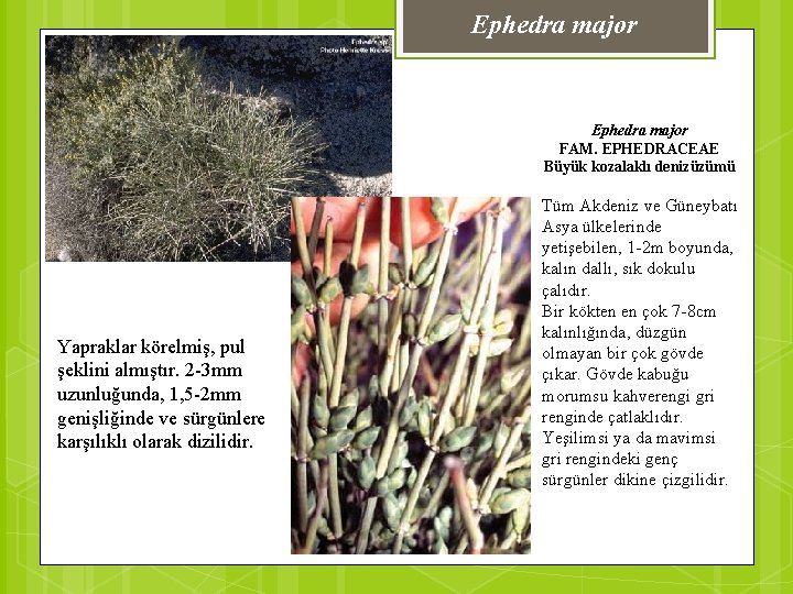 Ephedra major FAM. EPHEDRACEAE Büyük kozalaklı denizüzümü Yapraklar körelmiş, pul şeklini almıştır. 2 -3