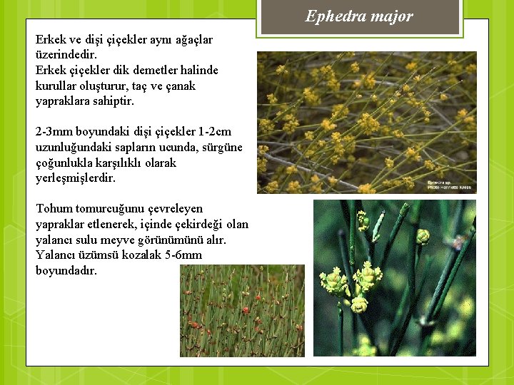 Ephedra major Erkek ve dişi çiçekler aynı ağaçlar üzerindedir. Erkek çiçekler dik demetler halinde