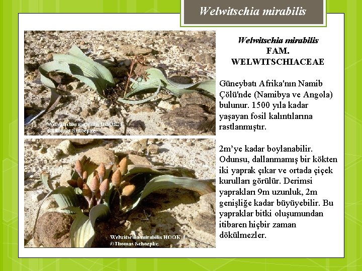 Welwitschia mirabilis FAM. WELWITSCHIACEAE Güneybatı Afrika'nın Namib Çölü'nde (Namibya ve Angola) bulunur. 1500 yıla