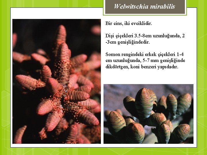 Welwitschia mirabilis Bir cins, iki evciklidir. Dişi çiçekleri 3. 5 -8 cm uzunluğunda, 2