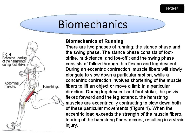 HOME Biomechanics of Running There are two phases of running: the stance phase and