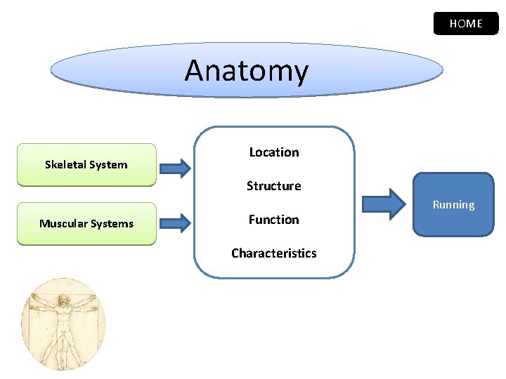 HOME Anatomy Skeletal System Location Structure Muscular Systems Function Characteristics Running 