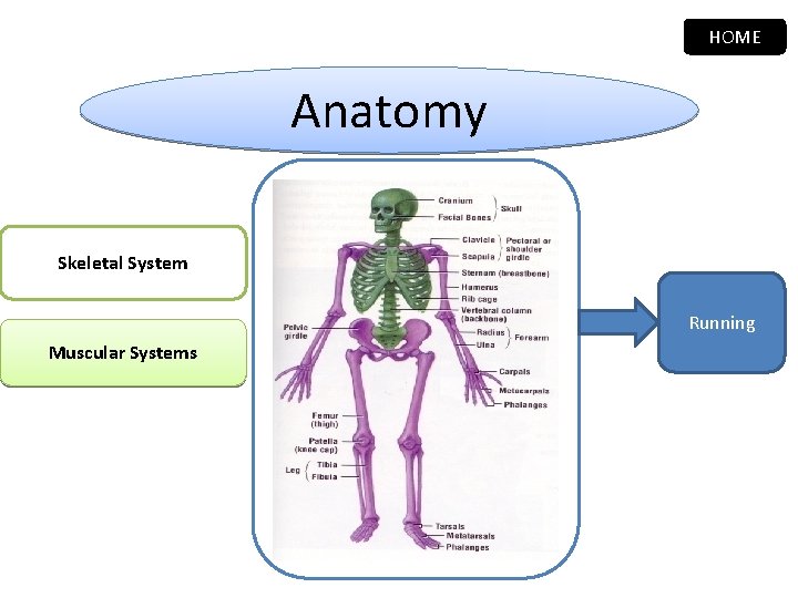 HOME Anatomy Skeletal System Running Muscular Systems 