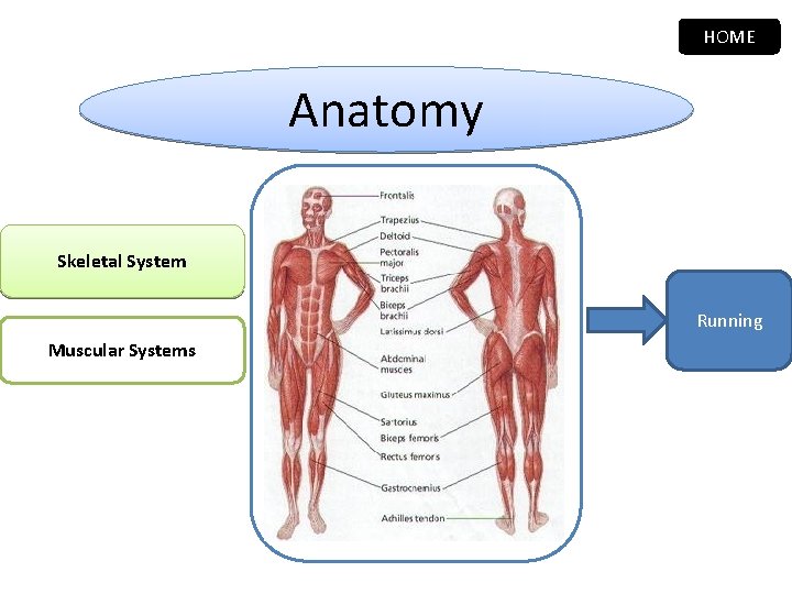 HOME Anatomy Skeletal System Running Muscular Systems 