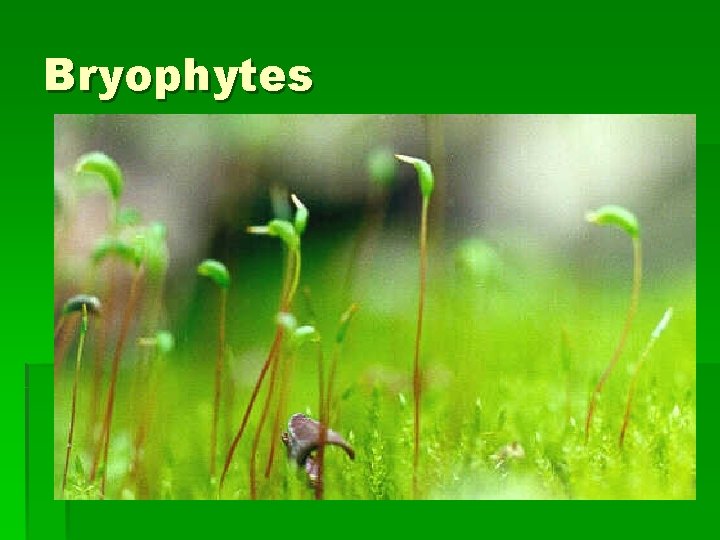 Bryophytes 