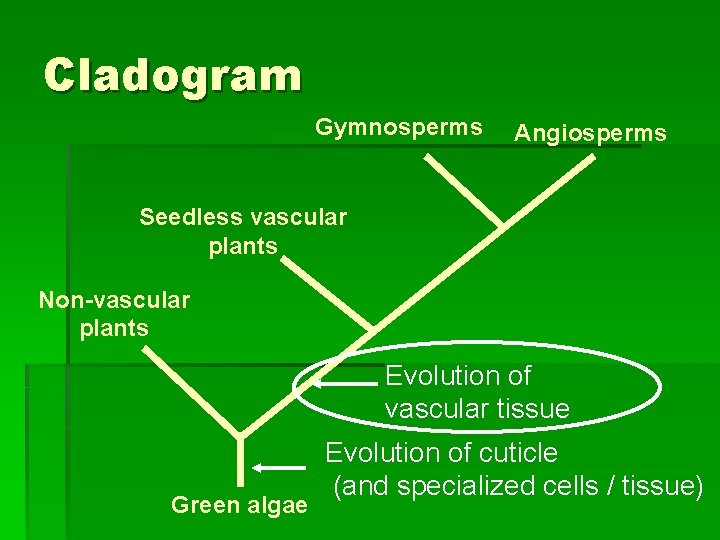 Cladogram Gymnosperms Angiosperms Seedless vascular plants Non-vascular plants Evolution of vascular tissue Green algae