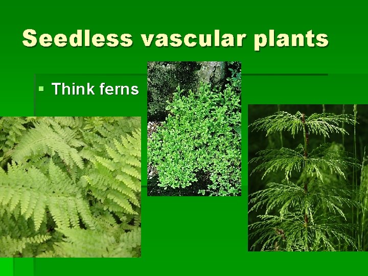 Seedless vascular plants § Think ferns 