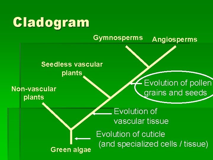 Cladogram Gymnosperms Angiosperms Seedless vascular plants Non-vascular plants Evolution of pollen grains and seeds