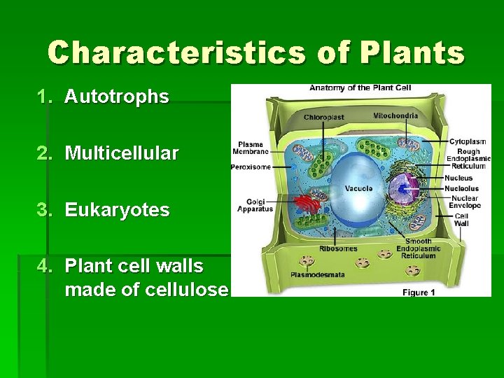 Characteristics of Plants 1. Autotrophs 2. Multicellular 3. Eukaryotes 4. Plant cell walls made