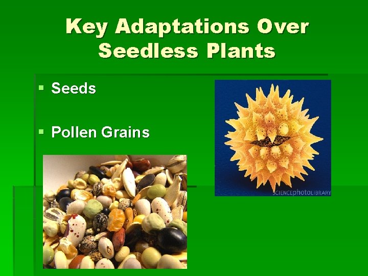 Key Adaptations Over Seedless Plants § Seeds § Pollen Grains 