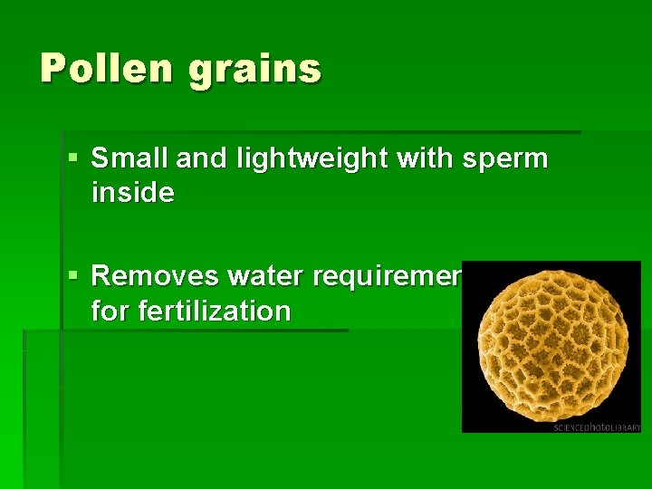 Pollen grains § Small and lightweight with sperm inside § Removes water requirement for