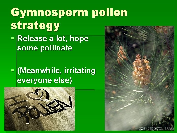 Gymnosperm pollen strategy § Release a lot, hope some pollinate § (Meanwhile, irritating everyone