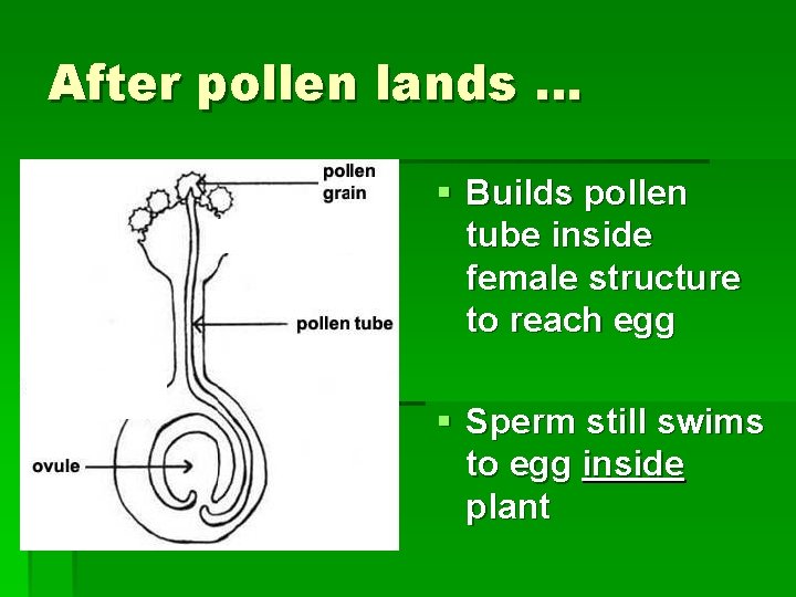 After pollen lands … § Builds pollen tube inside female structure to reach egg
